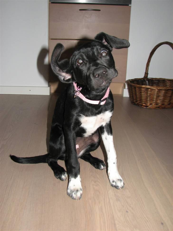 Blanding af racer Sulu Spot billede 5