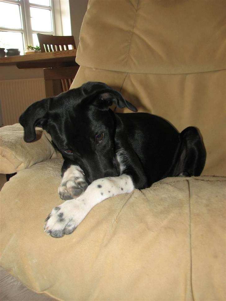 Blanding af racer Sulu Spot billede 6