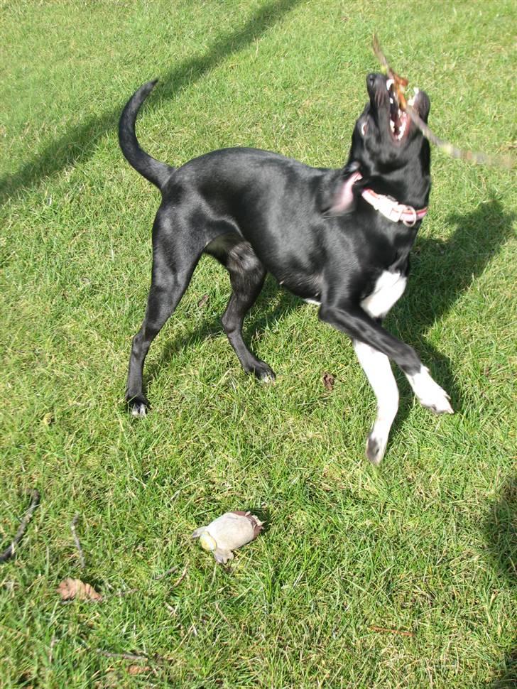 Blanding af racer Sulu Spot billede 7