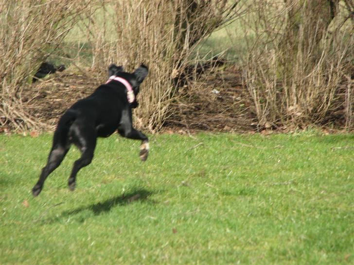 Blanding af racer Sulu Spot billede 8