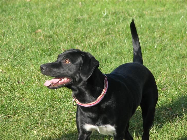 Blanding af racer Sulu Spot billede 9