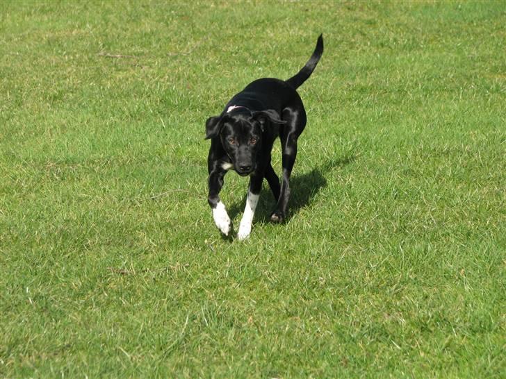 Blanding af racer Sulu Spot billede 10