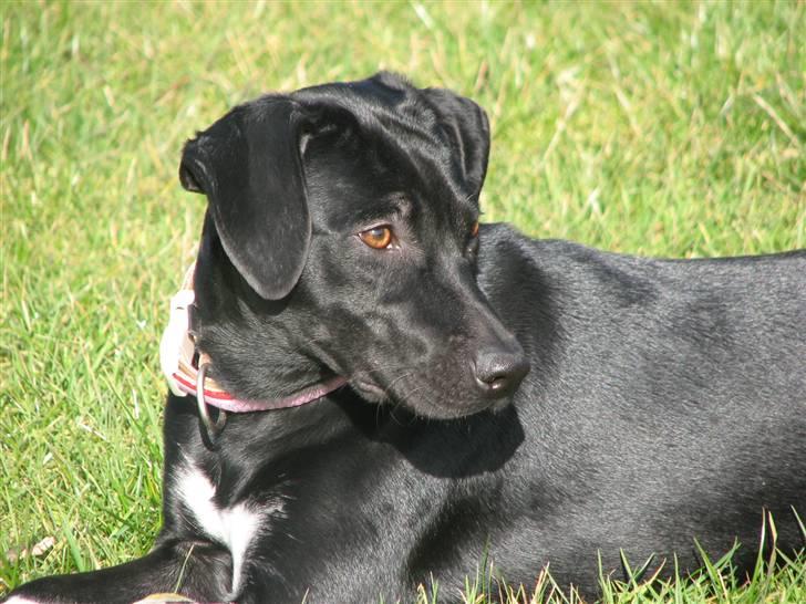 Blanding af racer Sulu Spot billede 11