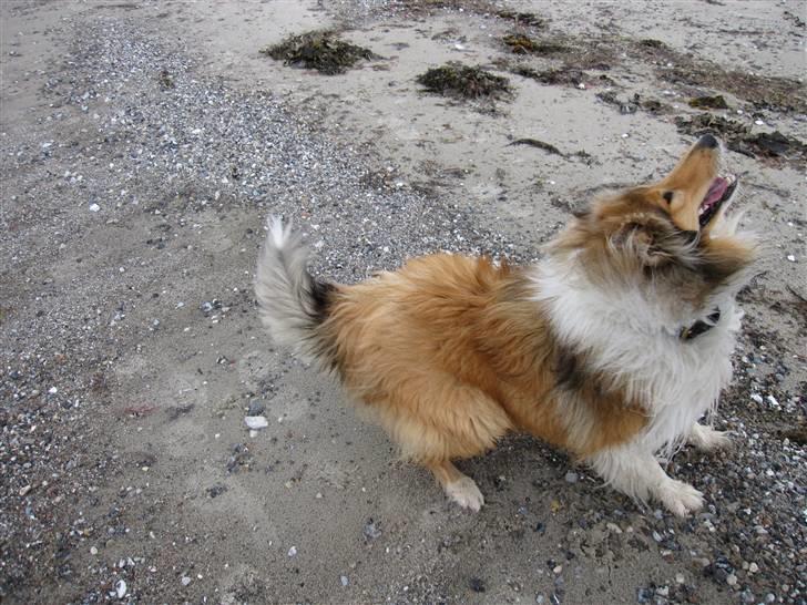 Collie langhåret Beyond Imagination - Mio billede 3