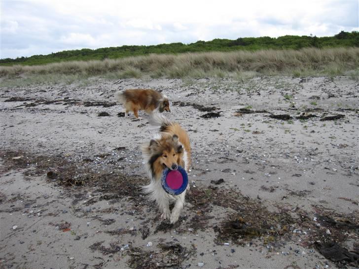 Collie langhåret Beyond Imagination - Mio billede 4