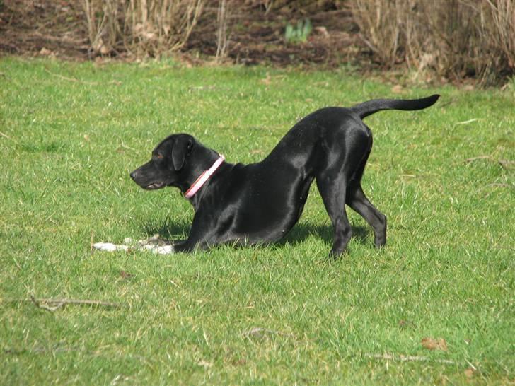 Blanding af racer Sulu Spot - :D billede 12