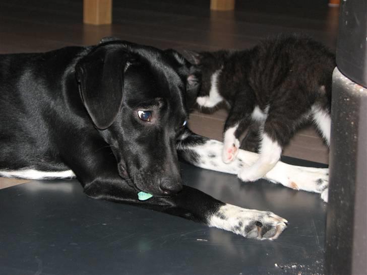 Blanding af racer Sulu Spot - hehe (; billede 13