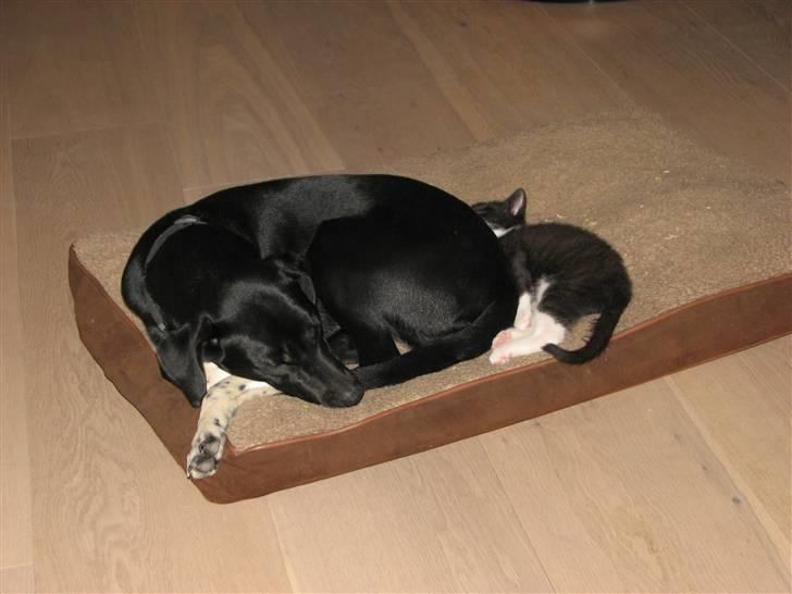 Blanding af racer Sulu Spot - ZzzZzzzzzZZzz .. <3 billede 14