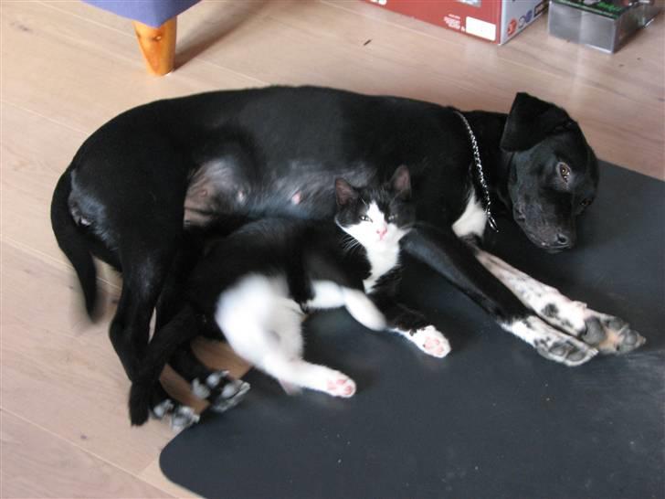 Blanding af racer Sulu Spot - De er bedstevenner! :D billede 15