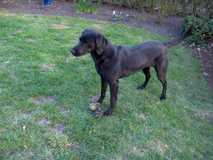 Labrador retriever Molly billede 10