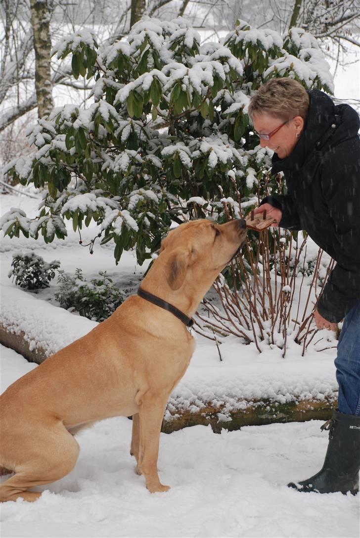Broholmer Tjalfe - Tjalfe 2 år billede 17