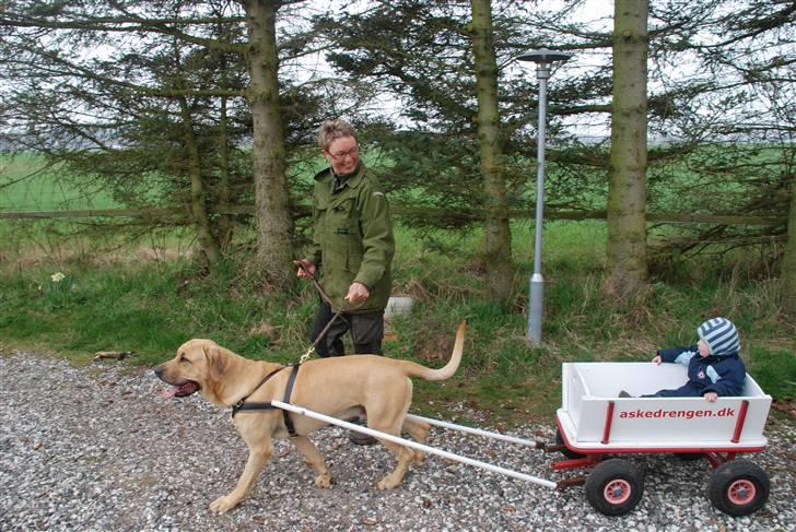 Broholmer Tjalfe billede 18