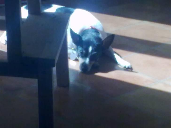 Blanding af racer kiwi - det er dejlig at ligge lige i en solstråle billede 8