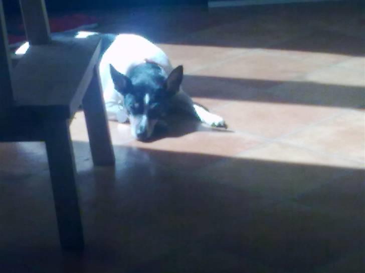 Blanding af racer kiwi - ligger stadig i solstrålen billede 9