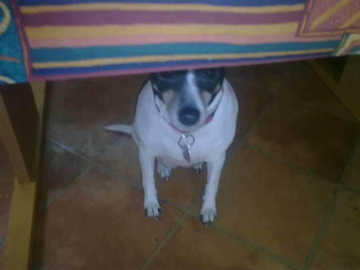 Blanding af racer kiwi - kuk kuk er der nogen der kan se mig billede 10