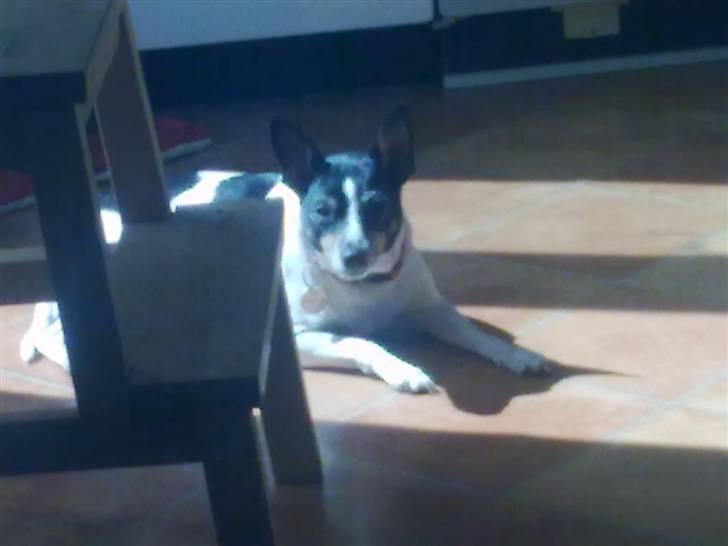 Blanding af racer kiwi - den her solstråle er altså bare dejlig at ligge i billede 11