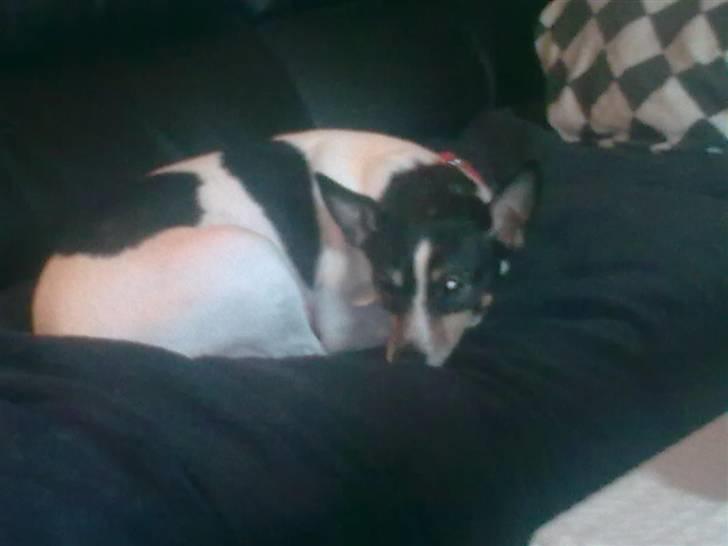 Blanding af racer kiwi - jeg slapper lige lidt af billede 12