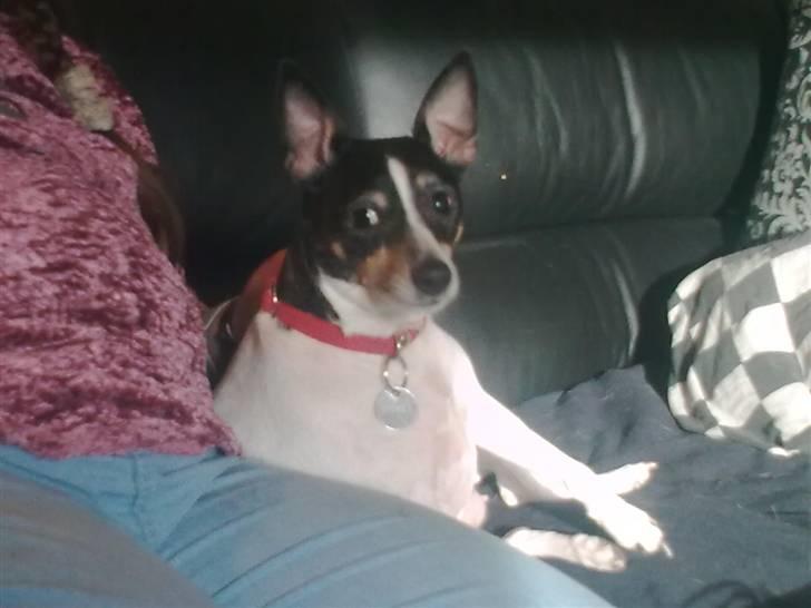 Blanding af racer kiwi - ligger lige ved siden af lisbeth billede 13