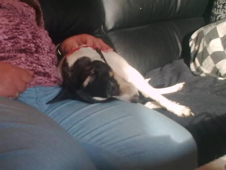 Blanding af racer kiwi - hende lisbeth er altså bare rigtig godt til at nusse billede 14