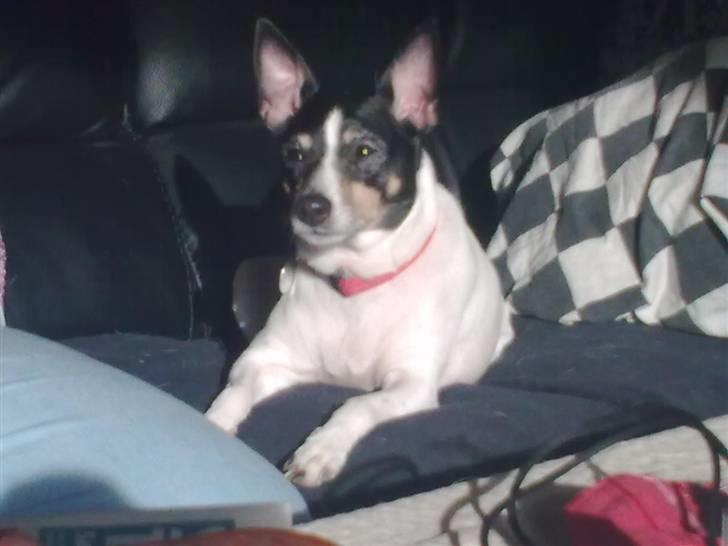 Blanding af racer kiwi - nej jeg vil ikke kigge ind i det kamera billede 15