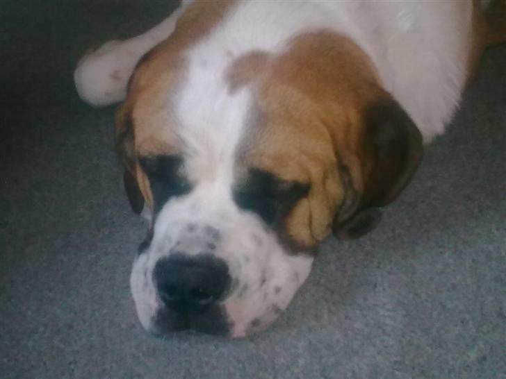 Sankt bernhardshund freja - så træt jeg er zzzz billede 13