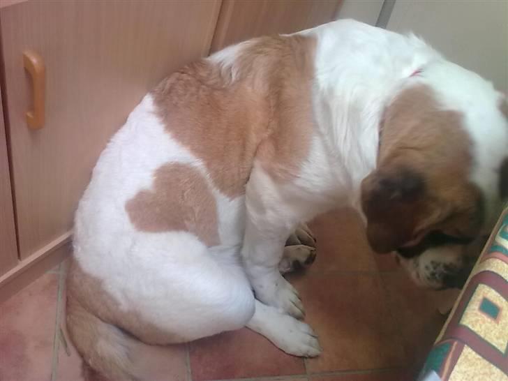 Sankt bernhardshund freja - se jeg tigger ikke jeg er heeeelt uskyldig.. billede 14