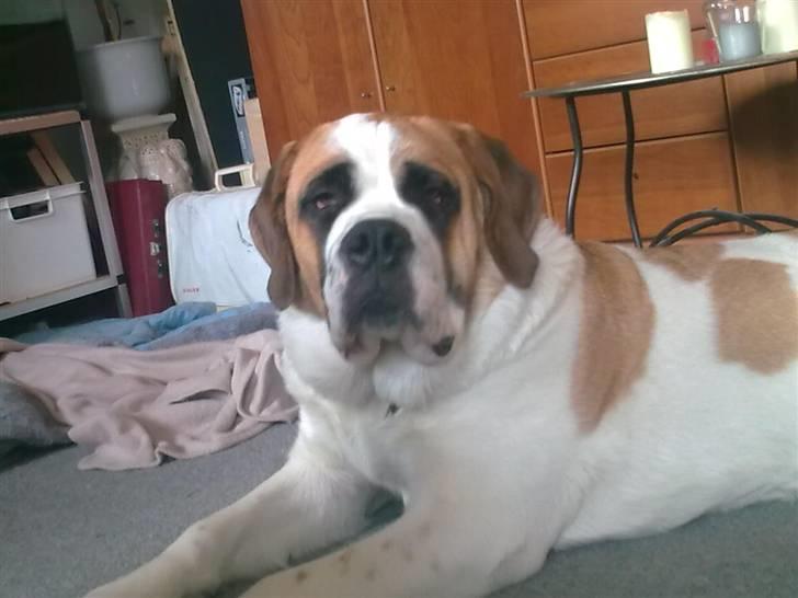 Sankt bernhardshund freja - hej skal vi lege billede 15