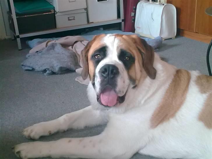 Sankt bernhardshund freja - det er hårdt at være en stor hund når der er så varmt billede 16