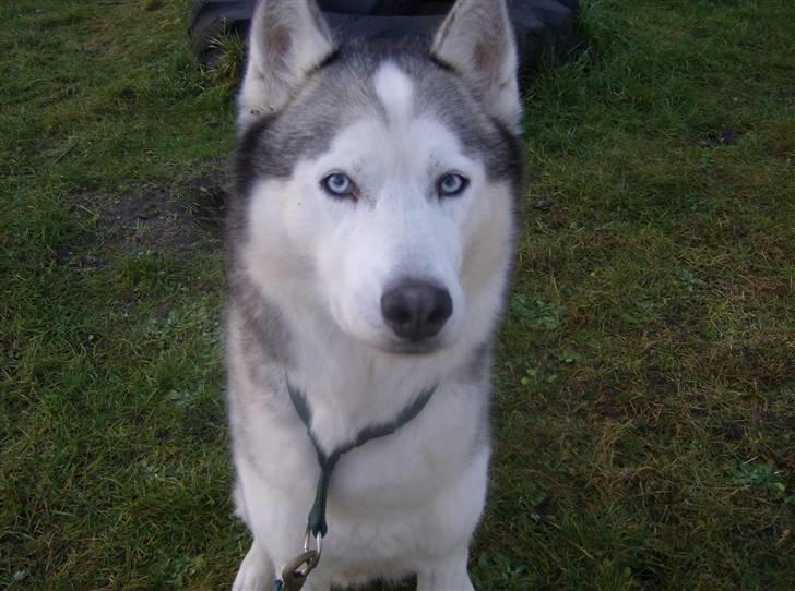 Siberian husky Chuchi (Knud<3) - Er jeg ikke sød <3? billede 1