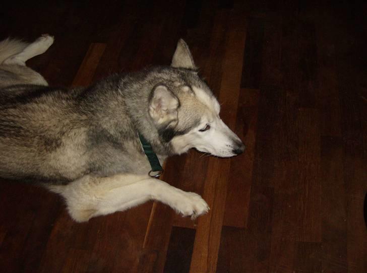 Siberian husky Chuchi (Knud<3) - Jeg tager lige en slapper. billede 2