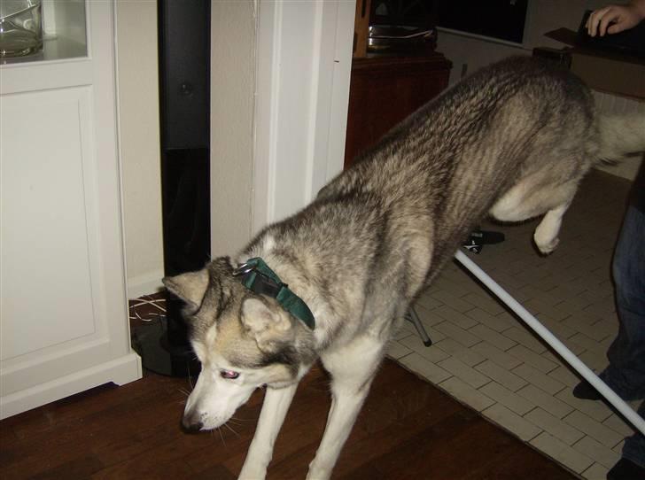 Siberian husky Chuchi (Knud<3) - Springe kan han også (: (springet er 65 cm) billede 3