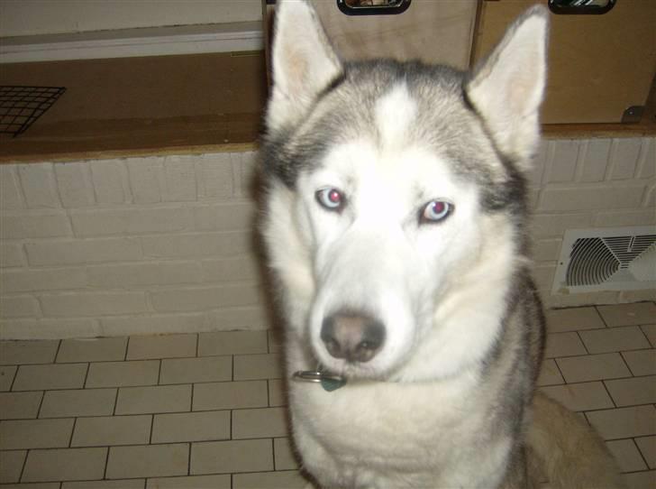 Siberian husky Chuchi (Knud<3) - Jeg ser så klog ud xD (ironisk) billede 4