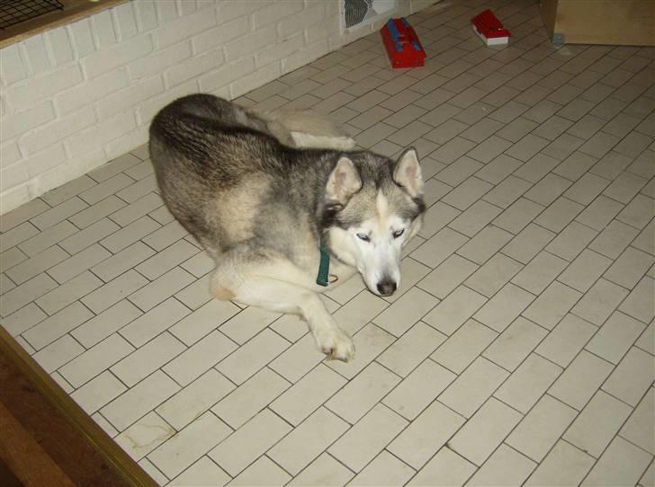 Siberian husky Chuchi (Knud<3) - Der er noget farlig ;) billede 5