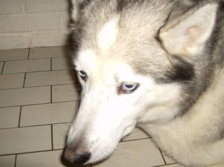 Siberian husky Chuchi (Knud<3) - Nærbillede :o) (læg mærke til aftegnet på hans pande, det ligner en diamant <3) billede 6