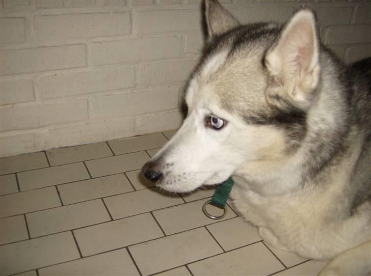 Siberian husky Chuchi (Knud<3) - Uhhhh BANGE! stygt kamera :) billede 7