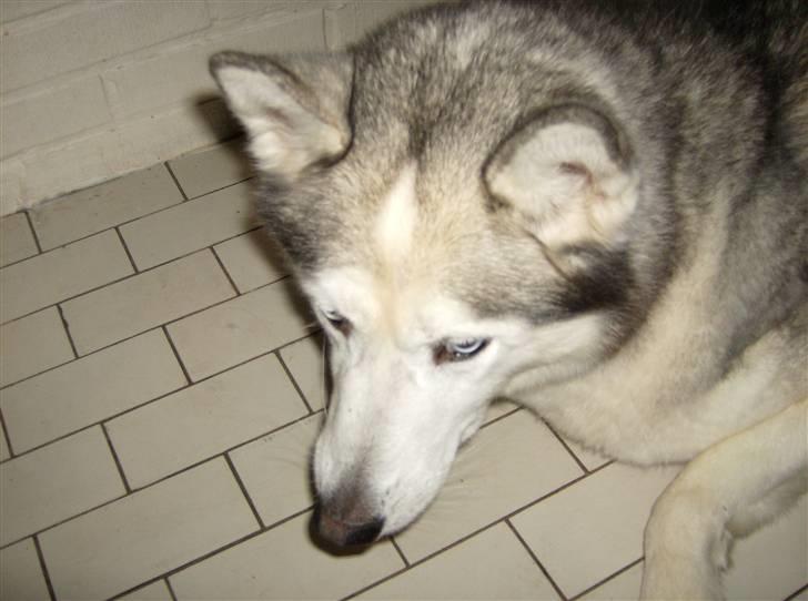 Siberian husky Chuchi (Knud<3) - Ørene frem! billede 8