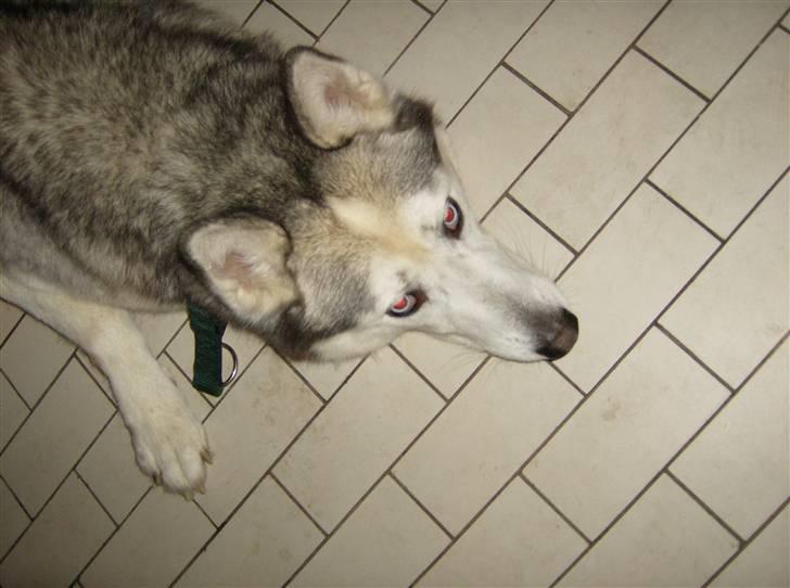 Siberian husky Chuchi (Knud<3) - *kigge* :o) billede 9