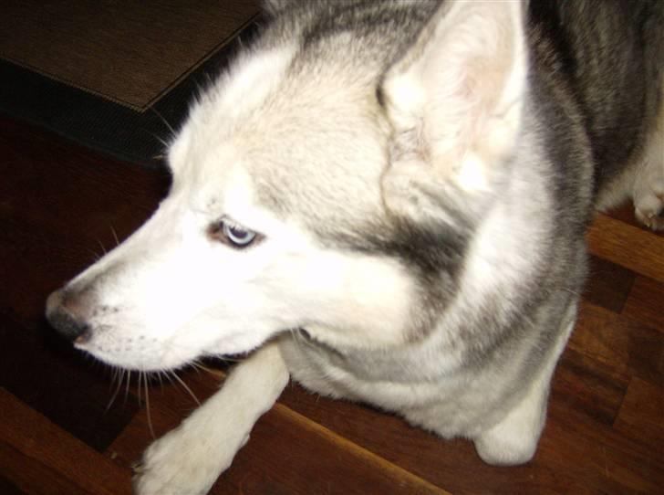Siberian husky Chuchi (Knud<3) - Portræt af det smukke dyr :D<3 billede 10