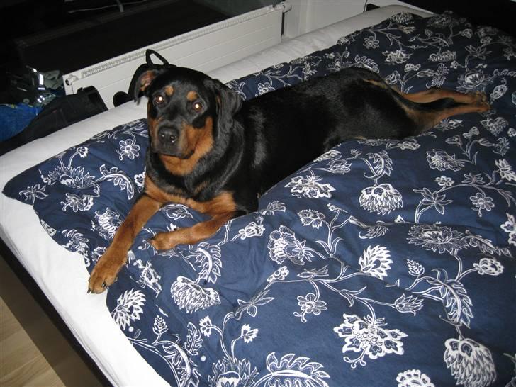 Rottweiler Carla billede 20