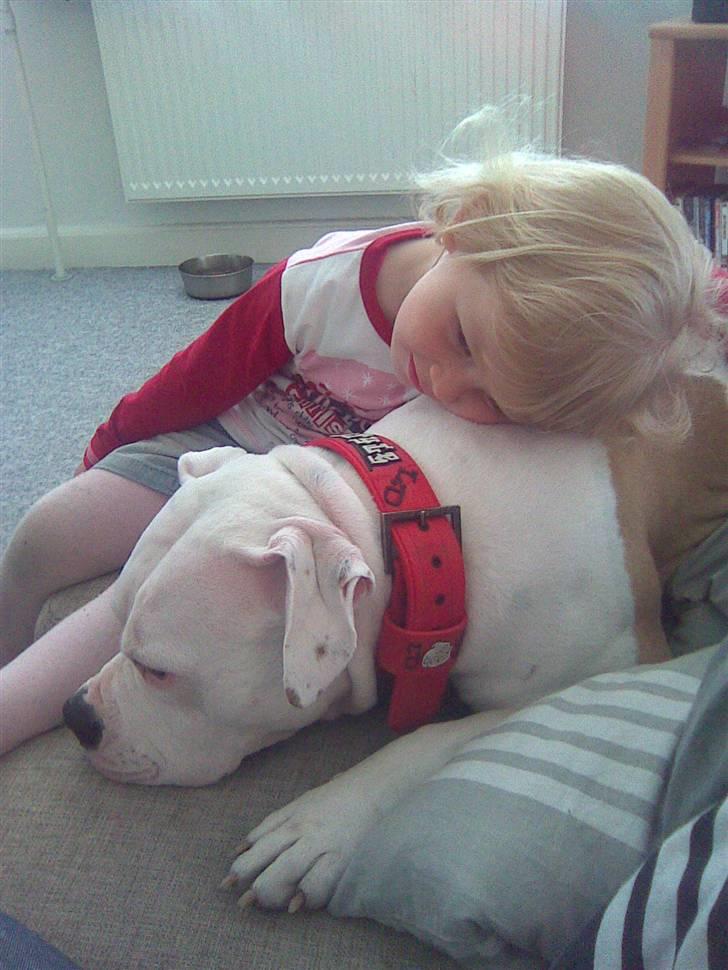 Amerikansk bulldog Lucy Lui billede 3