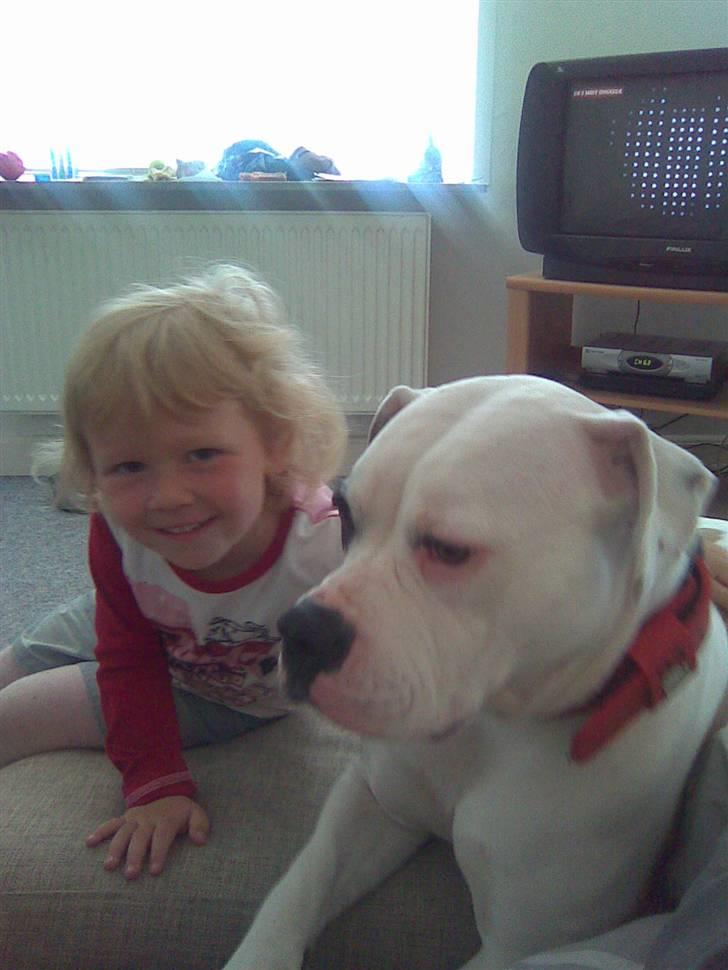 Amerikansk bulldog Lucy Lui billede 4