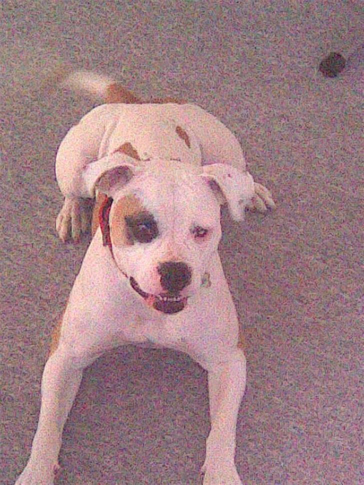 Amerikansk bulldog Lucy Lui billede 5