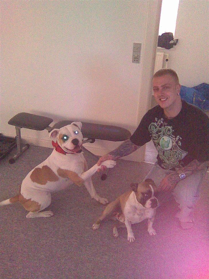 Amerikansk bulldog Lucy Lui billede 6