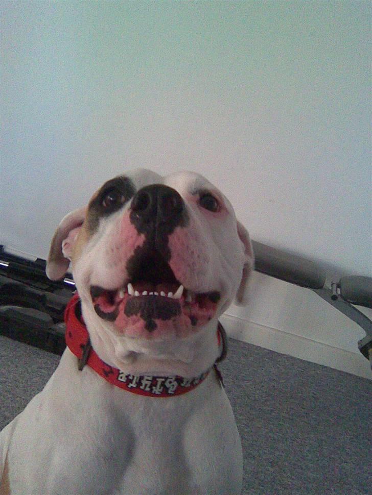 Amerikansk bulldog Lucy Lui billede 7