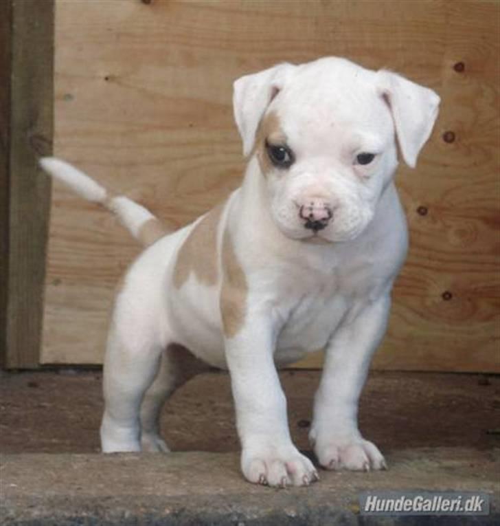 Amerikansk bulldog Lucy Lui billede 8