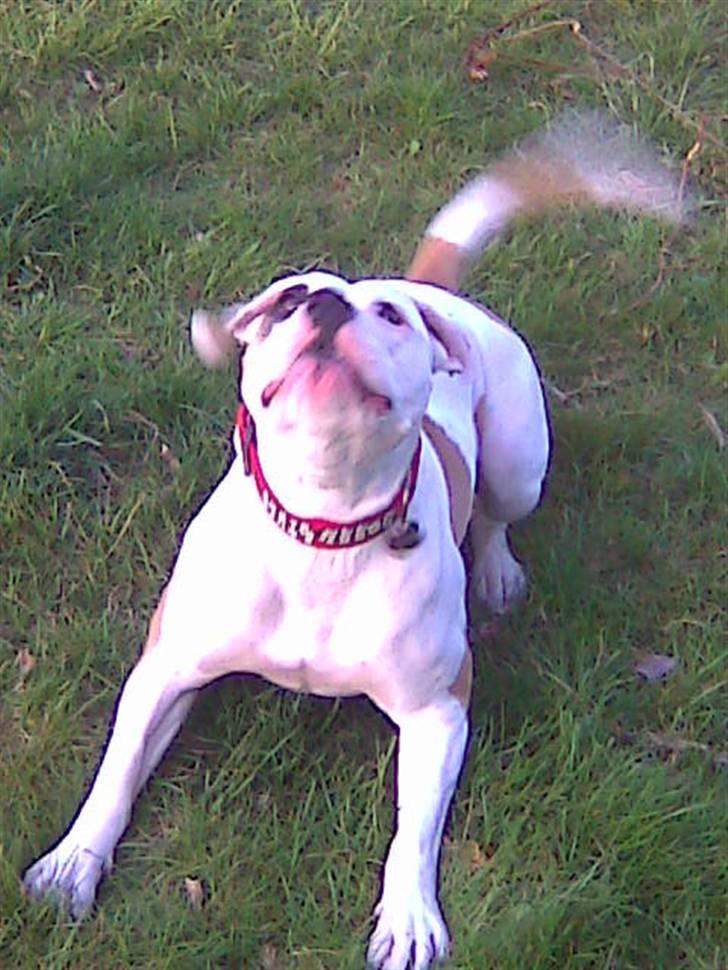 Amerikansk bulldog Lucy Lui billede 9