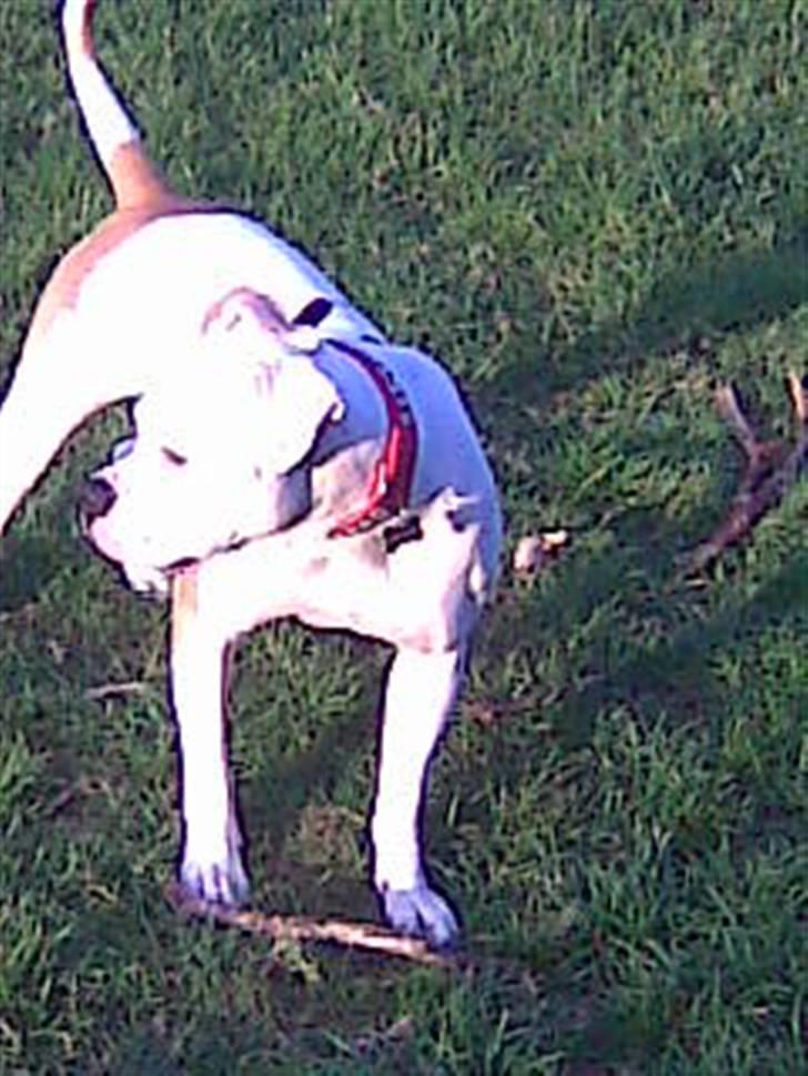 Amerikansk bulldog Lucy Lui billede 10