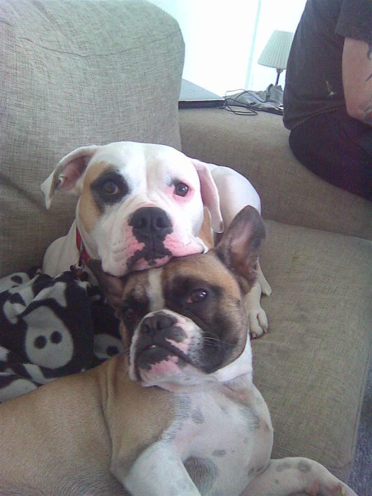 Amerikansk bulldog Lucy Lui billede 11