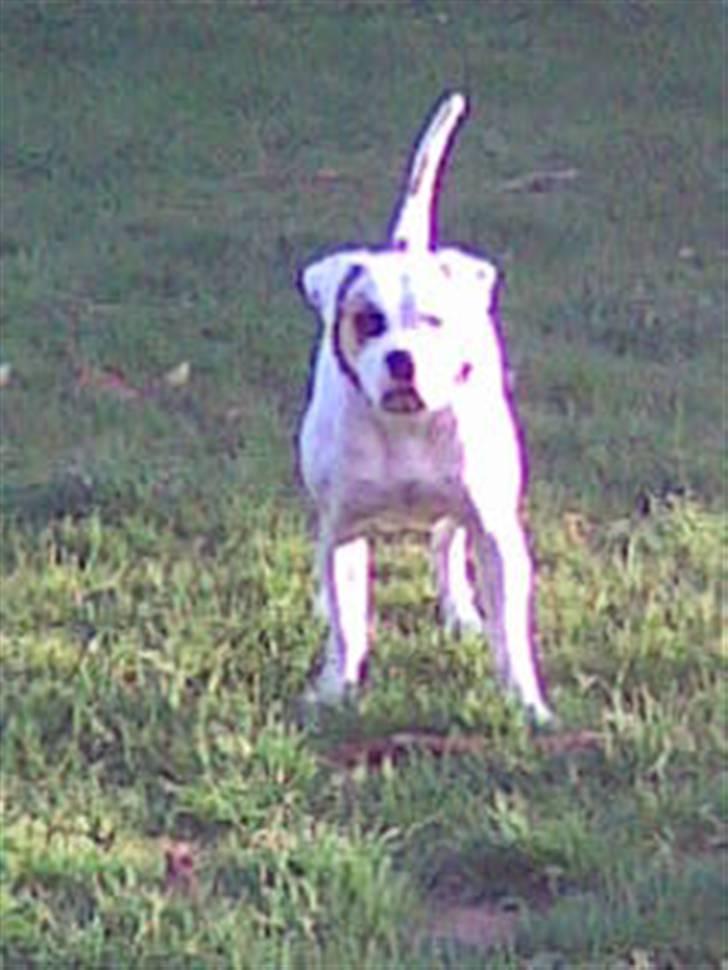 Amerikansk bulldog Lucy Lui billede 12