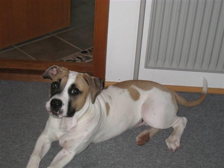 Amerikansk bulldog Sheja  - Dejlig tøs<3 billede 7